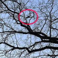 2022-038_katze_auf_baum.jpg